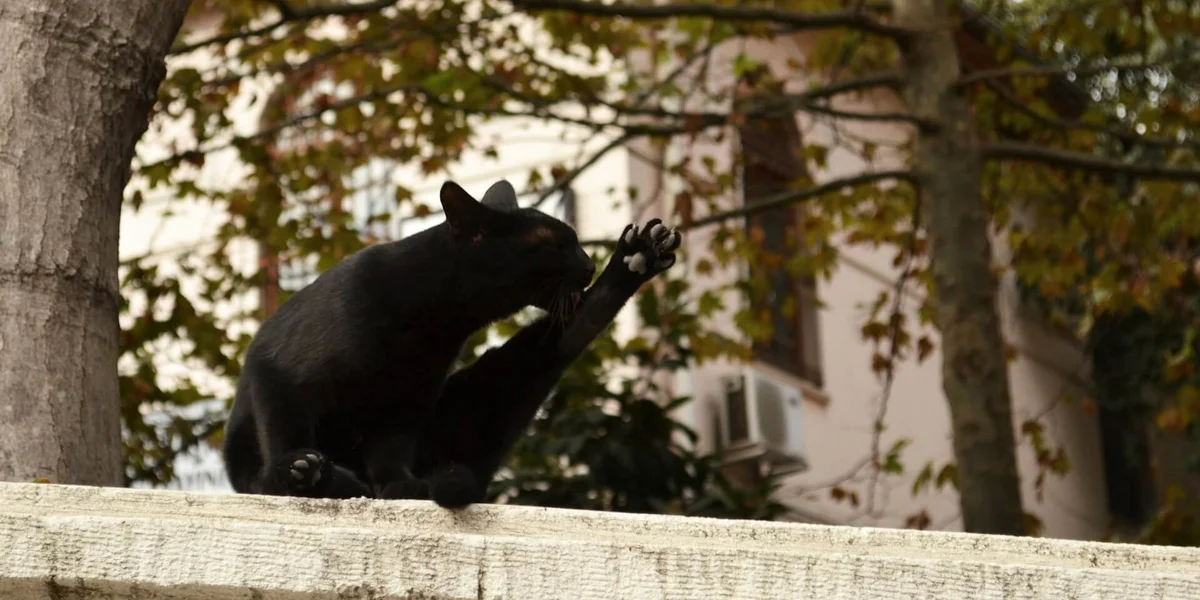 Cats of Istanbul. Photo by Luba Glazunova on Unsplash