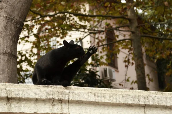 Cats of Istanbul. Photo by Luba Glazunova on Unsplash