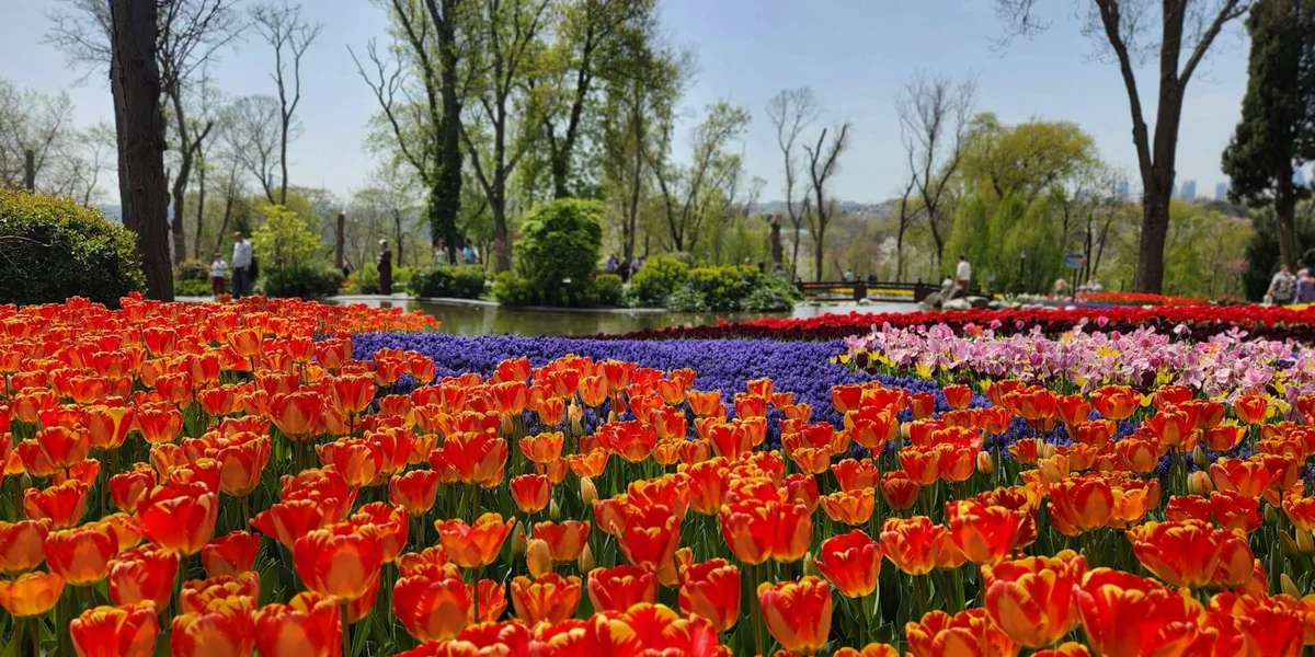 Tulip garden in Istanbul in spring. Photo by Rento Transfer on Unsplash