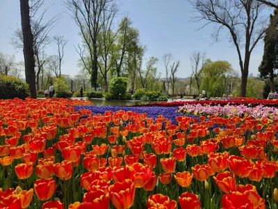 Tulip garden in Istanbul in spring. Photo by Rento Transfer on Unsplash