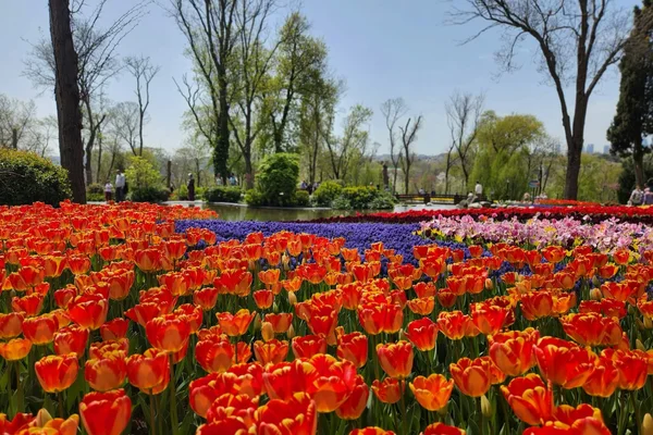 Tulip garden in Istanbul in spring. Photo by Rento Transfer on Unsplash